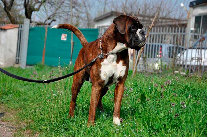 Xander di Casa Bartolini (detto Bullo)