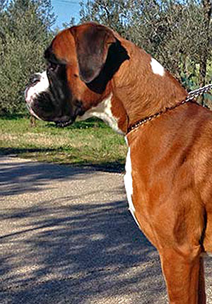 Leone di Casa Bartolini