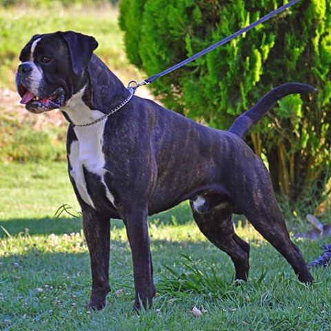 Marlon di Casa Bartolini