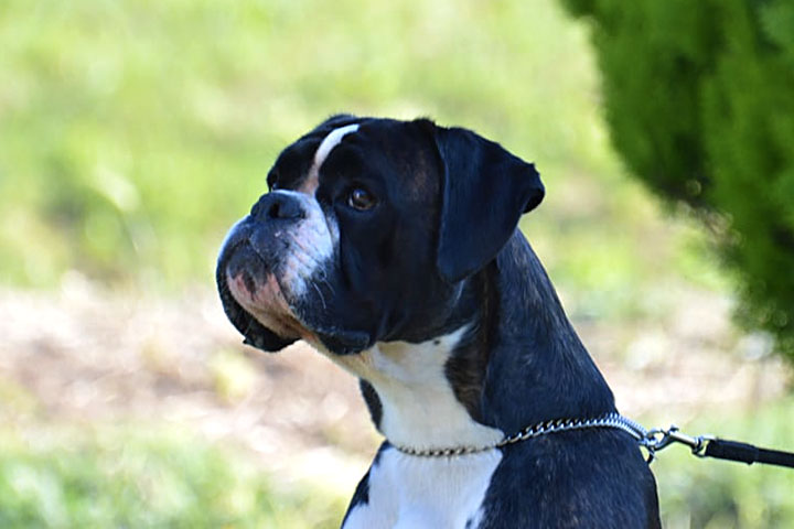 Marlon di Casa Bartolini