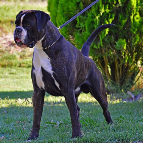 Marlon di Casa Bartolini