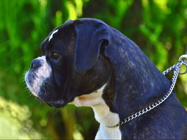 Marlon di Casa Bartolini