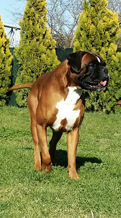 Maverik di Casa Bartolini