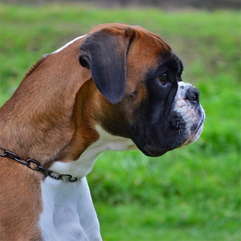 Zeus di Casa Bartolini