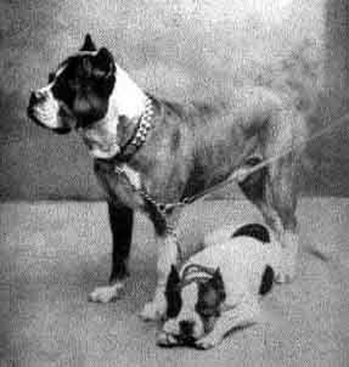 Boxer Bianco
