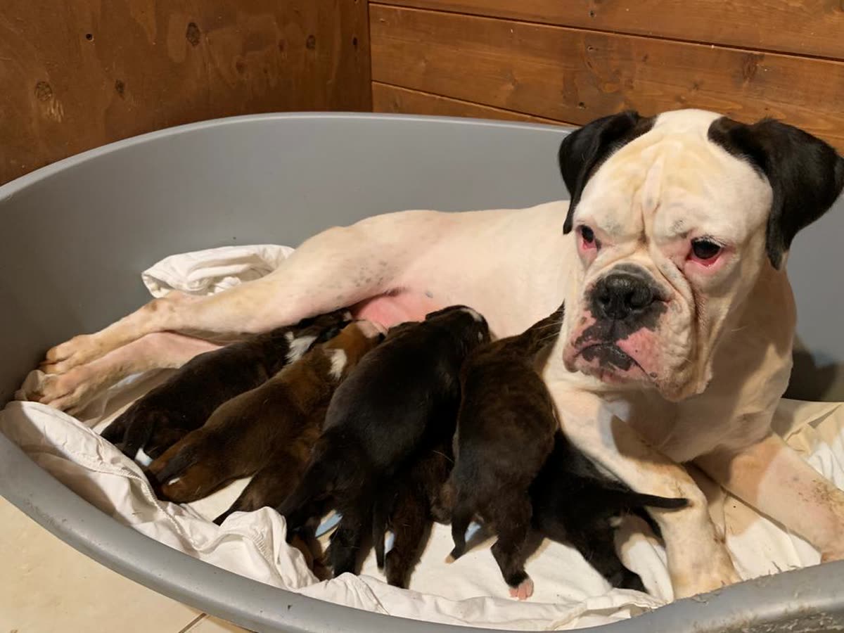 Boxer Bianco