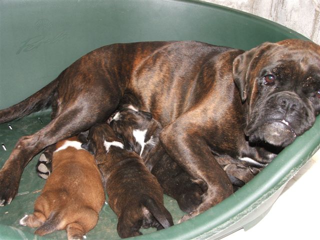 Boxer Bianco: un timbro su cui riflettere