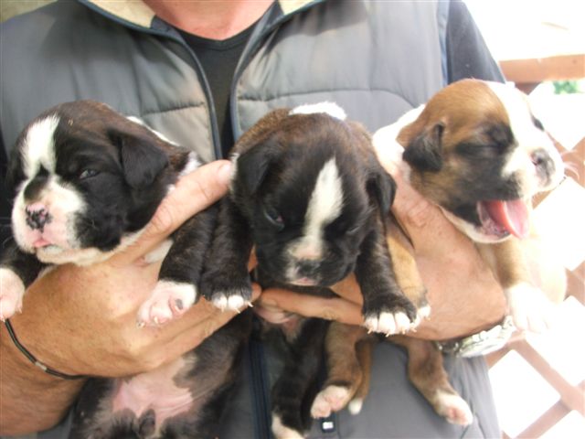 Cuccioli di tigrata e bianco