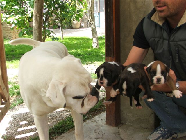 Cuccioli di tigrata e bianco
