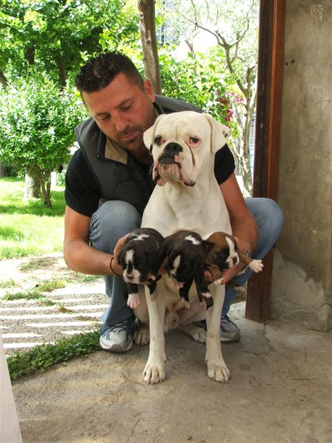 Cuccioli di tigrata e bianco