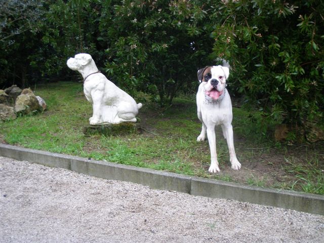 Boxer Bianco