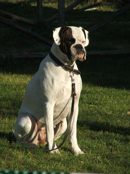 Boxer Bianco