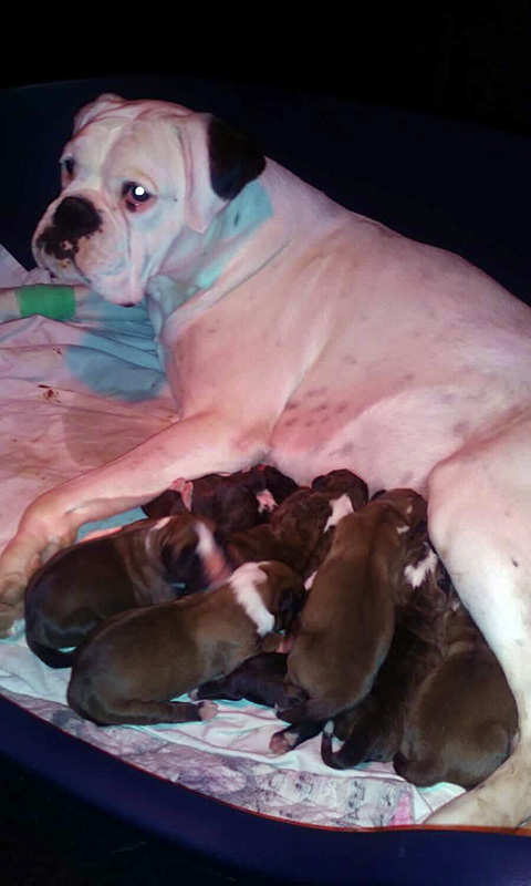Boxer Bianco