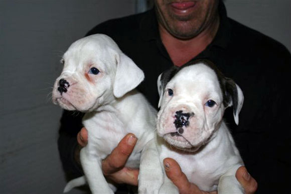 Boxer Bianco