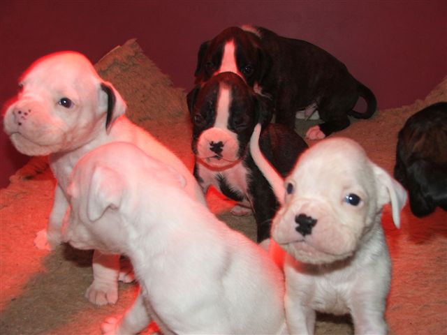 Boxer Bianco