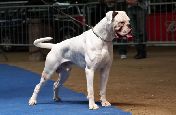 Boxer Bianco