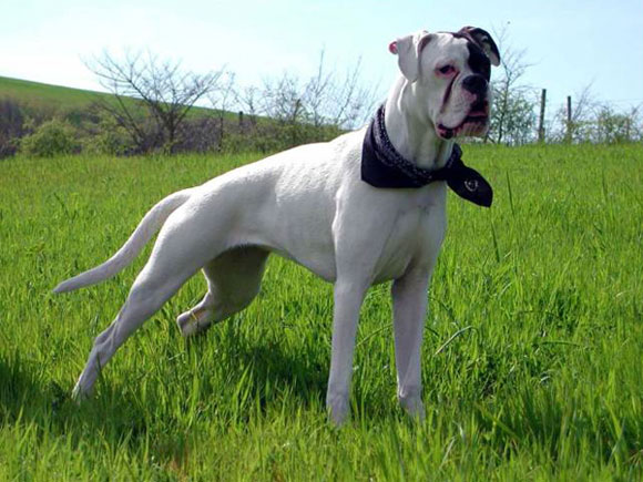 Boxer Bianco