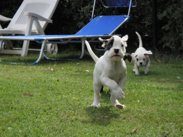 Boxer Bianco