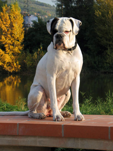 Boxer Bianco