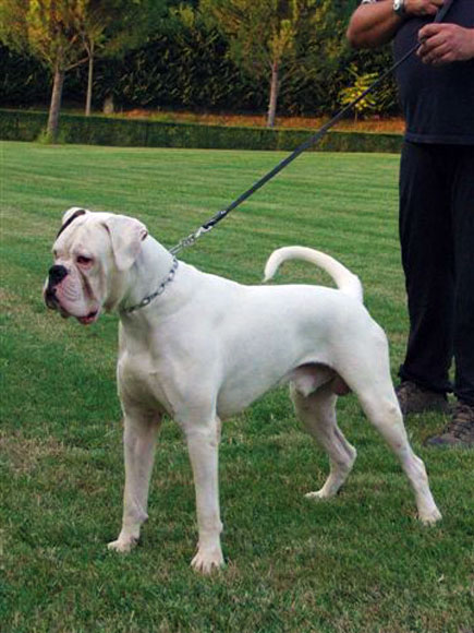 Boxer Bianco