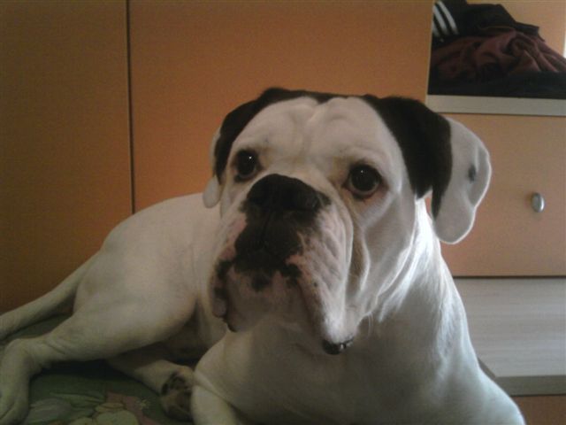 Boxer Bianco