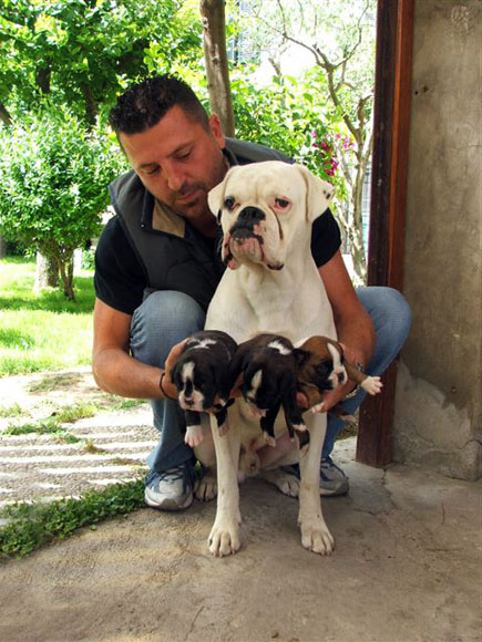 Boxer Bianco