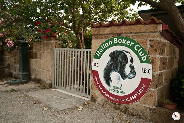 Allevamento Boxer Casa Bartolini