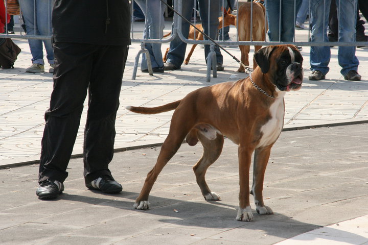 CACIB Alghero