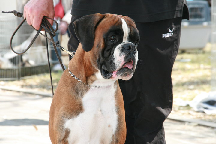 CACIB Alghero