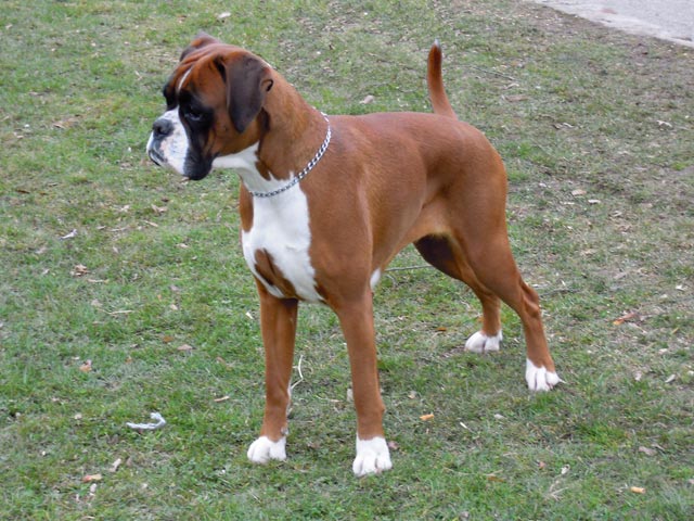 CACIB Offenburg