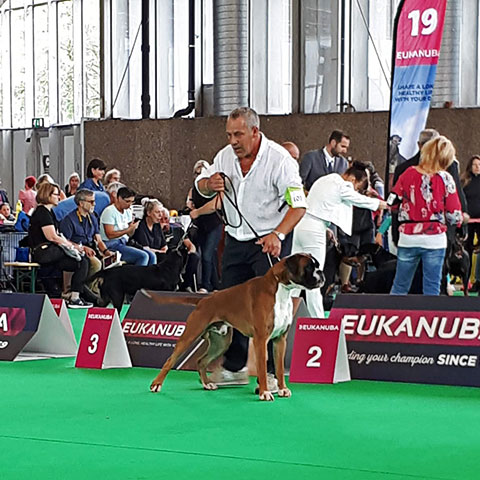 World Dog Show Amsterdam 2018 (N)