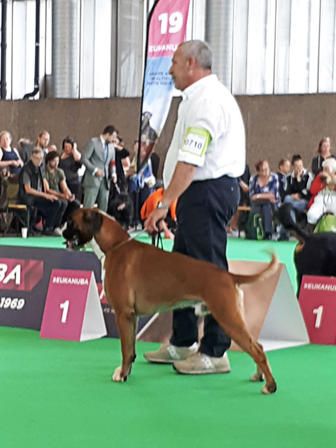 World Dog Show Amsterdam 2018 (N)