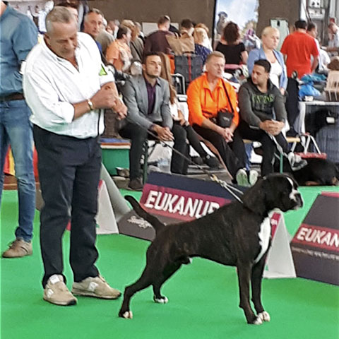 World Dog Show Amsterdam 2018 (N)