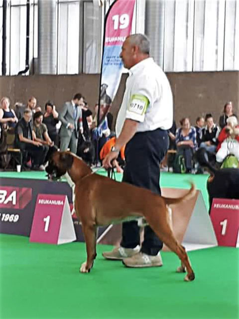 World Dog Show Amsterdam 2018 (N)