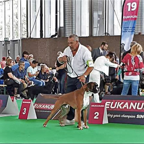 World Dog Show Amsterdam 2018 (N)