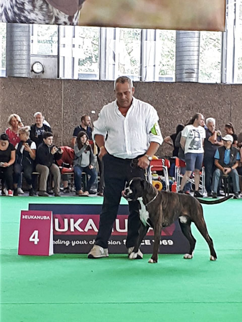 World Dog Show Amsterdam 2018 (N)
