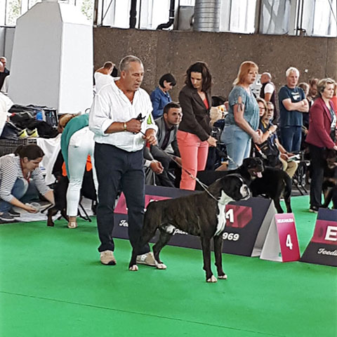 World Dog Show Amsterdam 2018 (N)