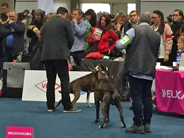 World Dog Show Lipsia 2017 (D)
