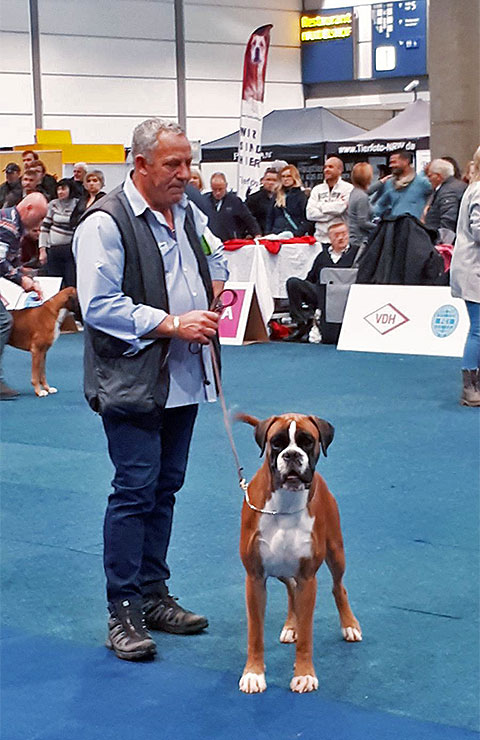 World Dog Show Lipsia 2017 (D)