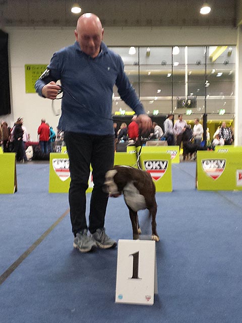 Hundeausstellung Graz (A)