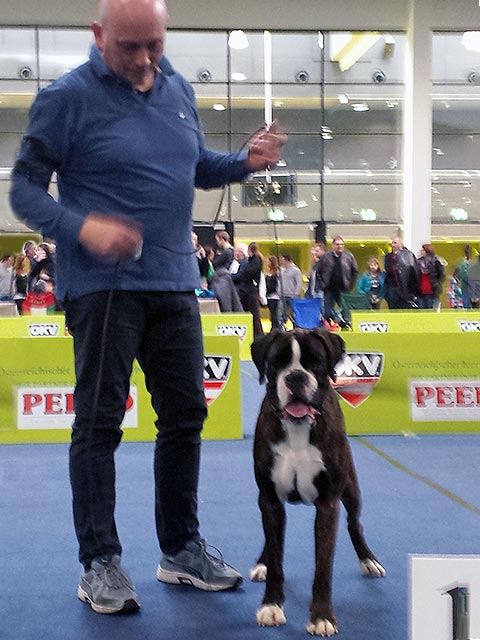 Hundeausstellung Graz (A)