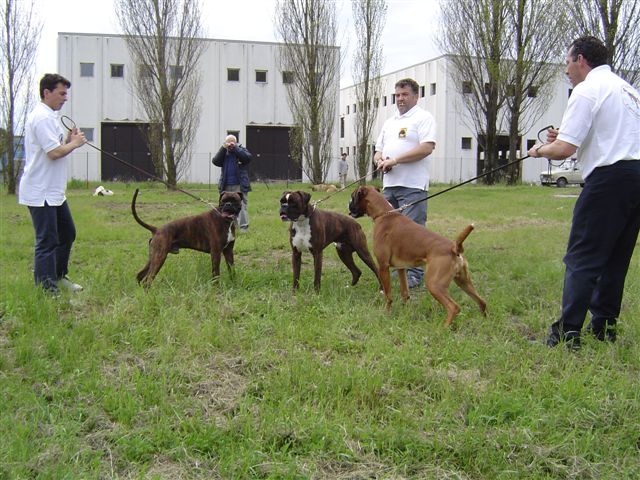 Internazionale Viterbo