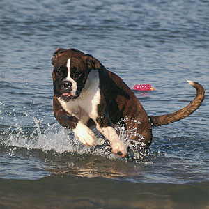 Eukanuba