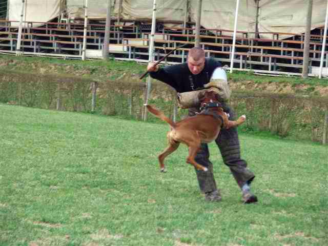 Tobia