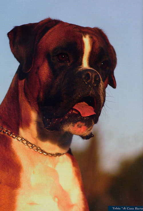 Anubi, Novembre 2005