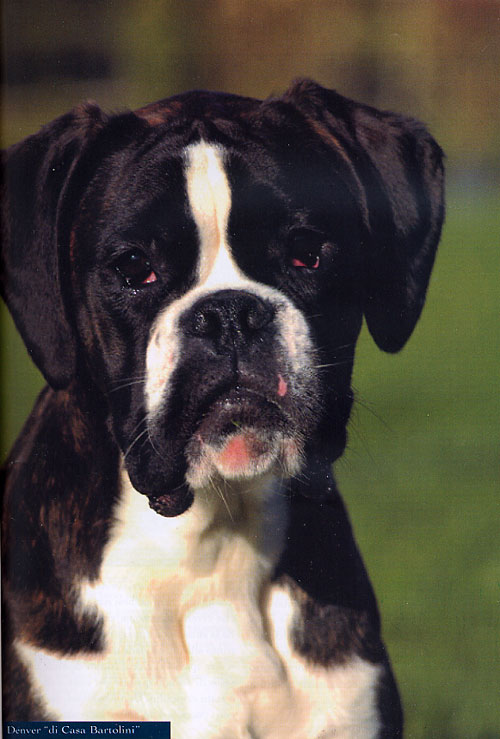 Anubi, Novembre 2005