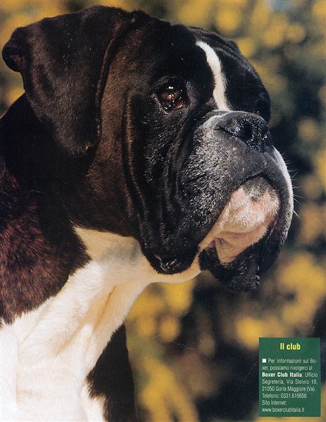 Il mio cane, Agosto 2005