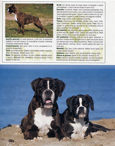 Il mio cane, Agosto 2005