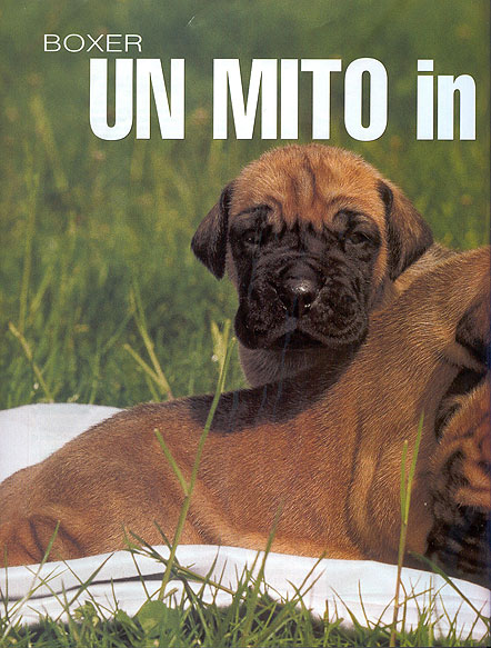 Molossi