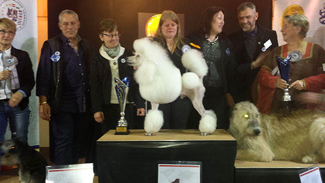 Stefano Bartolini giudice al World Dog Show 2016 di Lipsia in Germania